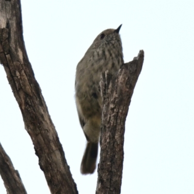 Acanthiza pusilla (Brown Thornbill) at Acton, ACT - 11 Sep 2023 by Thurstan