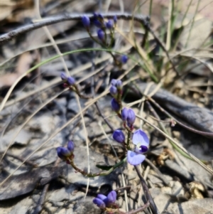 Comesperma volubile at Captains Flat, NSW - 11 Sep 2023 01:27 PM