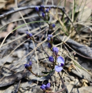 Comesperma volubile at Captains Flat, NSW - 11 Sep 2023