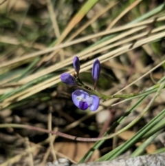 Comesperma volubile at Captains Flat, NSW - 11 Sep 2023 01:27 PM