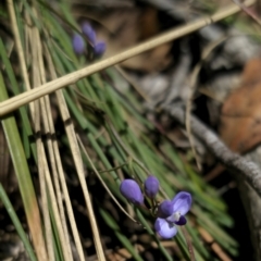 Comesperma volubile at Captains Flat, NSW - 11 Sep 2023