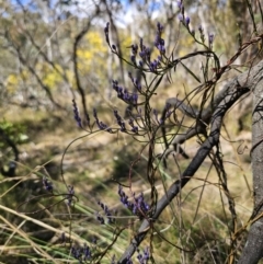 Comesperma volubile at Captains Flat, NSW - 11 Sep 2023 01:27 PM