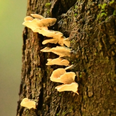 Unidentified Fungus at Canberra Central, ACT - 11 Sep 2023 by Thurstan