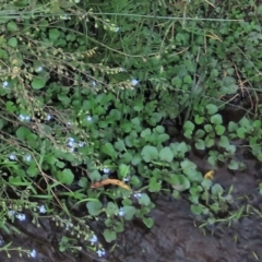 Unverified Other Fresh Water Plant at Dry Plain, NSW - 26 Mar 2023 by AndyRoo