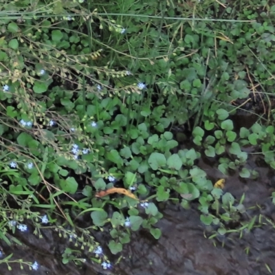 Unverified Other Fresh Water Plant at Dry Plain, NSW - 26 Mar 2023 by AndyRoo