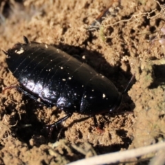 Platyzosteria melanaria (Common Eastern Litter Runner) at Top Hut TSR - 19 May 2023 by AndyRoo