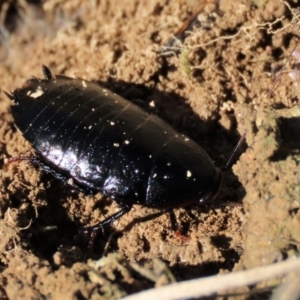 Platyzosteria melanaria at Dry Plain, NSW - 19 May 2023