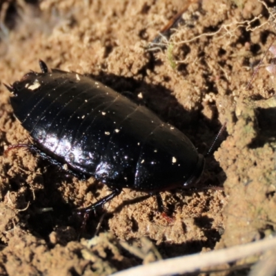 Platyzosteria melanaria (Common Eastern Litter Runner) at Top Hut TSR - 19 May 2023 by AndyRoo