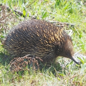 Tachyglossus aculeatus at Belconnen, ACT - 11 Sep 2023 11:25 AM