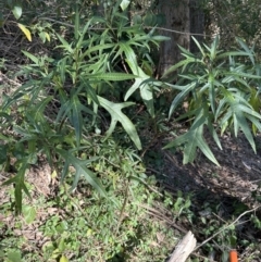 Solanum aviculare (Kangaroo Apple) at Kangaroo Valley, NSW - 11 Sep 2023 by lbradley