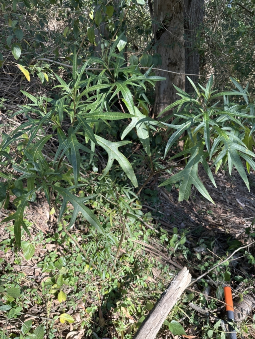 Solanum aviculare at suppressed - 11 Sep 2023