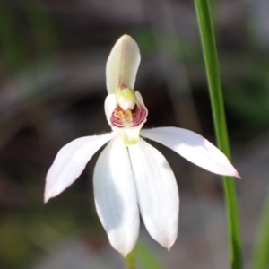 Caladenia fuscata at Chiltern, VIC - suppressed