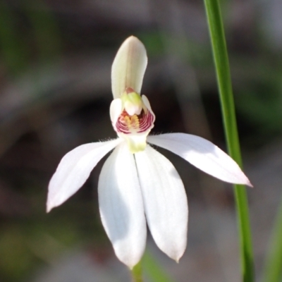 Caladenia fuscata (Dusky Fingers) at Chiltern, VIC - 29 Aug 2023 by AnneG1