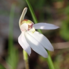 Caladenia fuscata at Chiltern, VIC - suppressed