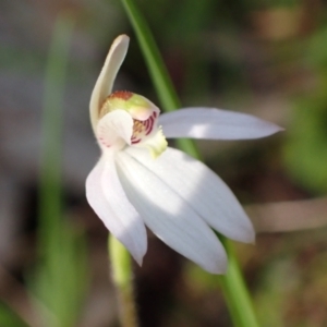 Caladenia fuscata at Chiltern, VIC - suppressed