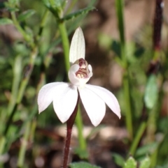Caladenia fuscata (Dusky Fingers) at Chiltern-Mt Pilot National Park - 29 Aug 2023 by AnneG1