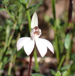 Caladenia fuscata at Chiltern, VIC - 29 Aug 2023