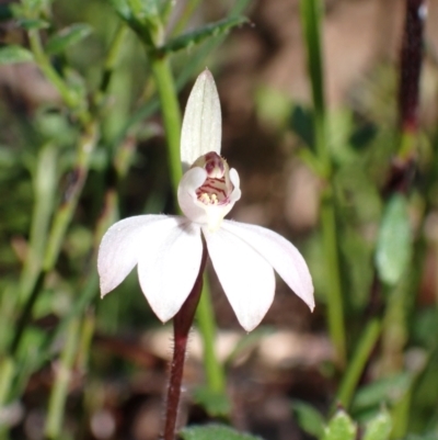 Caladenia fuscata (Dusky Fingers) at Chiltern, VIC - 29 Aug 2023 by AnneG1