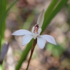 Caladenia fuscata at Chiltern, VIC - suppressed