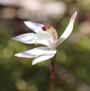 Caladenia fuscata at Chiltern, VIC - suppressed