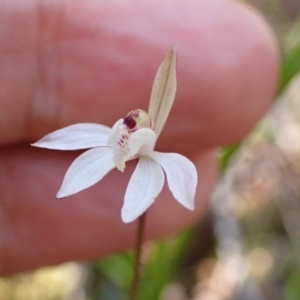 Caladenia fuscata at Chiltern, VIC - 29 Aug 2023