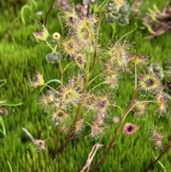 Drosera gunniana (Pale Sundew) at Chiltern-Mt Pilot National Park - 29 Aug 2023 by AnneG1