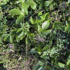 Passiflora edulis (Common Passionfruit) at Kangaroo Valley, NSW - 11 Sep 2023 by lbradleyKV