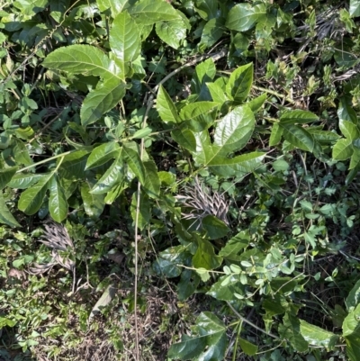 Passiflora edulis (Common Passionfruit) at Kangaroo Valley, NSW - 11 Sep 2023 by lbradleyKV