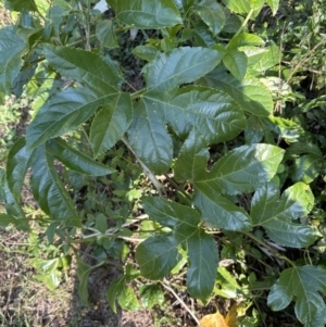 Passiflora edulis at suppressed - 11 Sep 2023