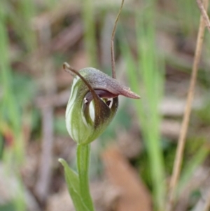 Pterostylis pedunculata at Beechworth, VIC - suppressed