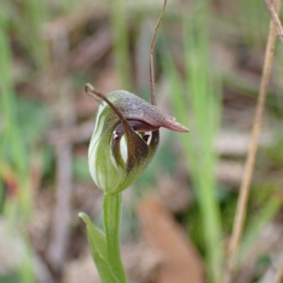 Pterostylis pedunculata (Maroonhood) at Chiltern-Mt Pilot National Park - 29 Aug 2023 by AnneG1