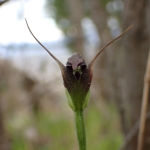 Pterostylis pedunculata at Beechworth, VIC - suppressed
