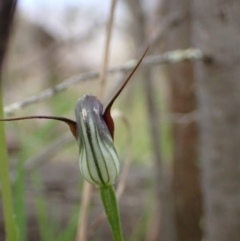 Pterostylis pedunculata at Beechworth, VIC - suppressed