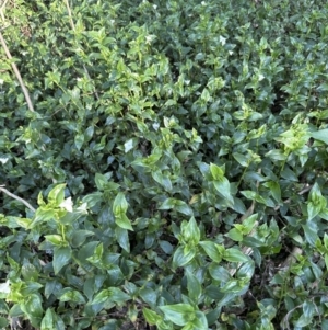 Tradescantia fluminensis at Kangaroo Valley, NSW - 11 Sep 2023