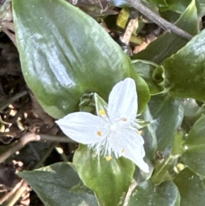 Tradescantia fluminensis at Kangaroo Valley, NSW - 11 Sep 2023