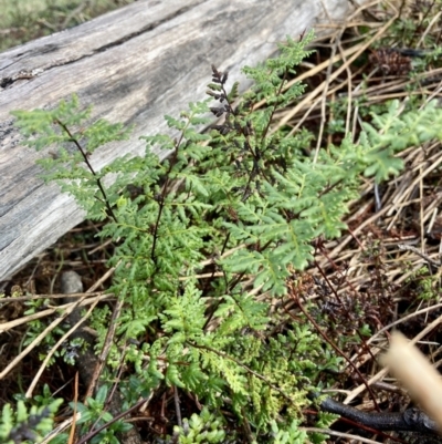 Cheilanthes sieberi subsp. sieberi (Narrow Rock Fern) at QPRC LGA - 27 Aug 2023 by Komidar