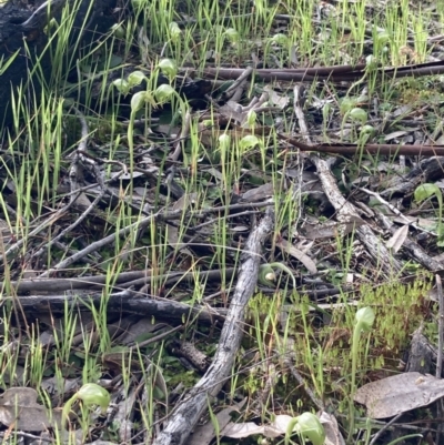 Pterostylis nutans (Nodding Greenhood) at Beechworth, VIC - 29 Aug 2023 by AnneG1
