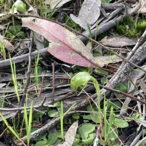 Pterostylis nutans at Beechworth, VIC - suppressed