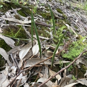 Thelymitra sp. at Beechworth, VIC - 29 Aug 2023