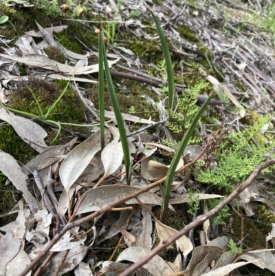 Thelymitra sp. (A Sun Orchid) at Beechworth, VIC - 29 Aug 2023 by AnneG1