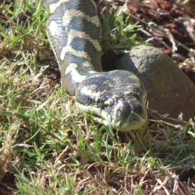 Morelia spilota mcdowelli (Eastern, Coastal or McDowell's Carpet python) at New Italy, NSW - 22 Jan 2013 by AliClaw