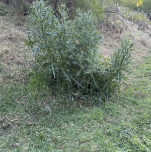 Cirsium vulgare at Kangaroo Valley, NSW - suppressed