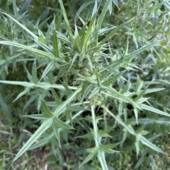 Cirsium vulgare at Kangaroo Valley, NSW - suppressed