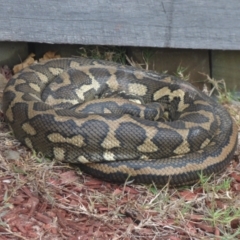 Morelia spilota mcdowelli (Eastern, Coastal or McDowell's Carpet python) at Tabbimoble, NSW - 23 Jan 2013 by AliClaw