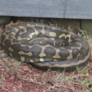 Morelia spilota mcdowelli at Tabbimoble, NSW - suppressed