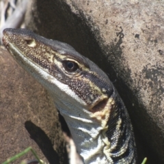 Varanus gouldii (Sand Goanna) at Bundjalung National Park - 11 Sep 2023 by AliClaw