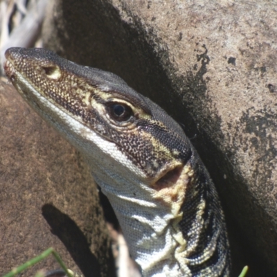 Varanus gouldii (Sand Goanna) at Bundjalung National Park - 11 Sep 2023 by AliClaw