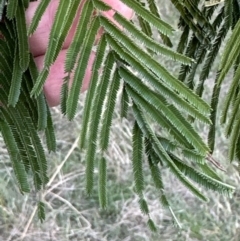 Acacia mearnsii (Black Wattle) at Kangaroo Valley, NSW - 11 Sep 2023 by lbradley