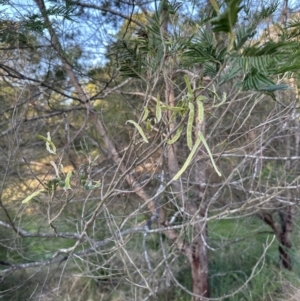 Acacia mearnsii at Kangaroo Valley, NSW - suppressed