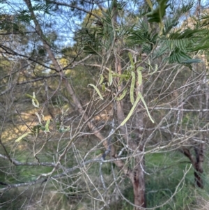 Acacia mearnsii at suppressed - 11 Sep 2023